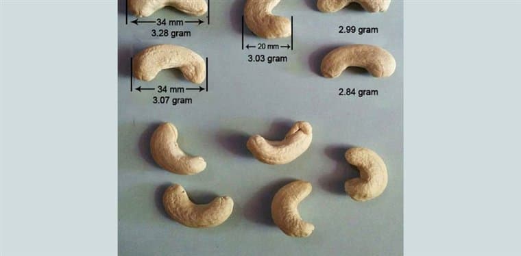 W180 cashew kernels